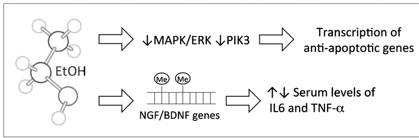 Figure 2 Alcohol alters brain levels of NGF and its receptors and impair MAPK/ERK and PIK3 pathways that control the expression of an- an-ti-apoptotic genes; EtOH alters methylation pathway of NGF and BDNF genes, that, in turn regulate serum levels of IL6 