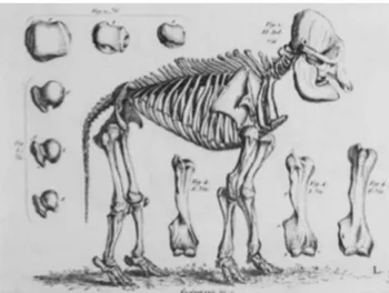 Figura 2. Giovanni Morelli (1816-1891), Scheletro d’Elefante,  dalle Recherches sur les ossemens fossiles de quadrupèdes