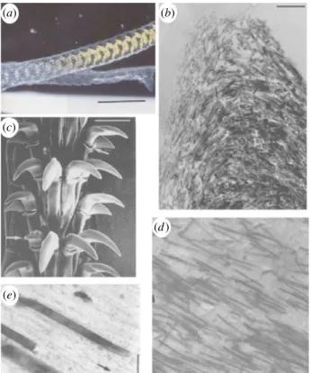 Figure 1. Structure of the common limpet tooth (Patella vulgata). (a) Optical image of the tongue-like radula containing bands of teeth along a length of many centimetres
