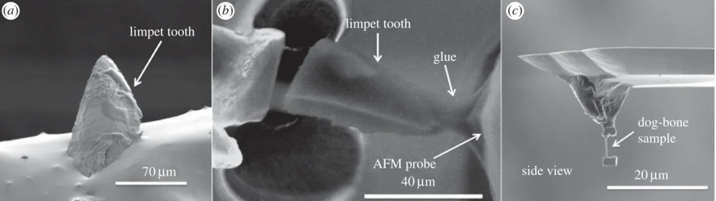 Figure 3. Scanning electron micrographs showing (a) the limpet tooth prior to FIB milling, (b) FIB sectioning and attachment of the limpet tooth cusp to an AFM probe and (c) further FIB milling to thin the sample towards a ‘dog-bone’ geometry.