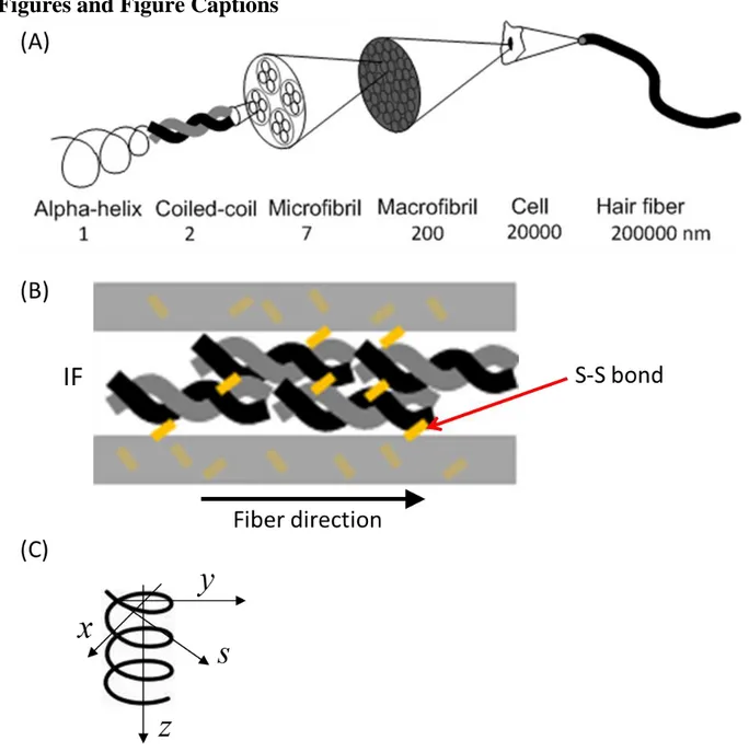 FIGURE 1. (A) Human hair features a hierarchical structure, ranging from alpha-helix, dimers  with a coiled-coil structure, microfibrils, macrofibrils to the cellular and eventually entire hair fiber  level