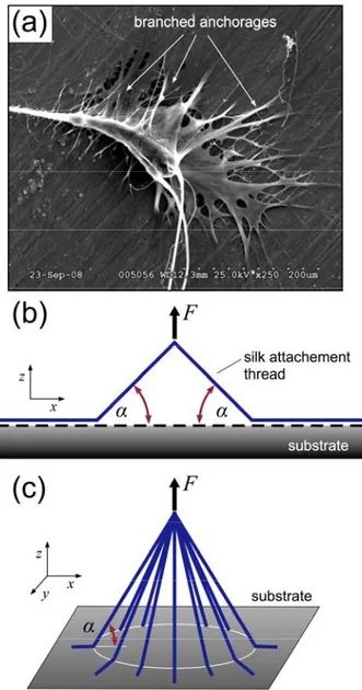Figure 1: Structure of attachment discs anchoring a spider web to its environment. (a), SEM image  of the attachment disc of a black-widow spider, L