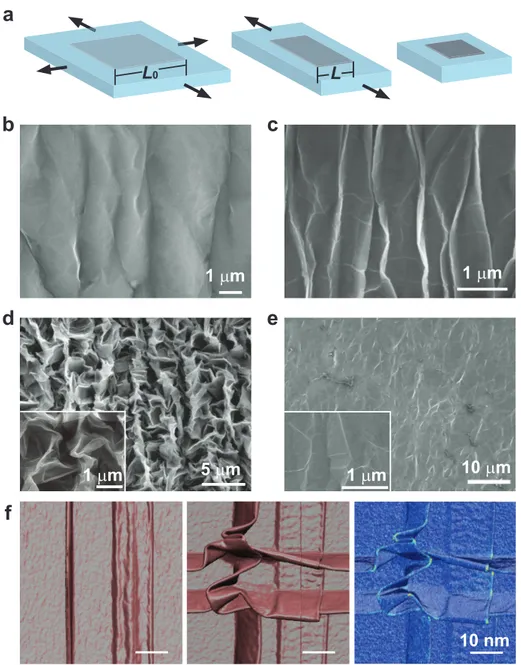 Fig  1.  Controlled  crumpling  and  unfolding  of  large-area  graphene  sheets.  a,  Schematic  illustration  of  macroscopic  deformation  of  a  graphene  sheet  on  a  biaxially  pre-stretched  substrate