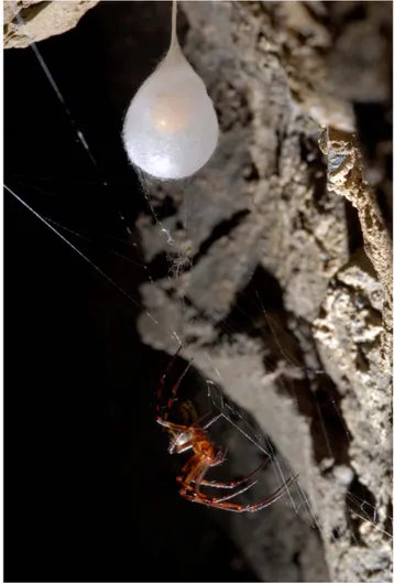 Figure 2. Egg sac of the spider Meta menardi. Photo by Francesco Tomasinelli (2009).