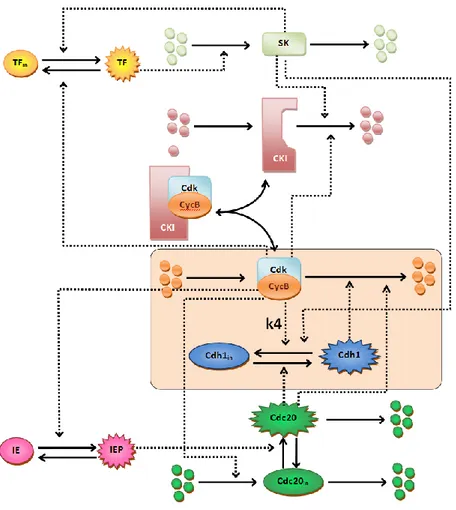 Figure 1: Simple budding yeast cell cycle model. Solid arrows repre- repre-sent transitions, dashed arrows stand for regulatory interactions