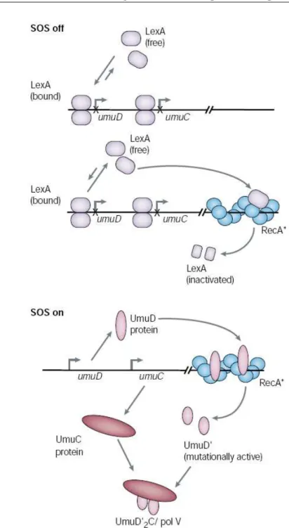 Figure 1.1: In normal conditions, the LexA repressor protein binds to some genes that take part into the SOS response taking them silent