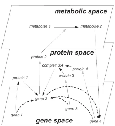 Figure 1.2: Example of a biochemical network. Molecular constituents