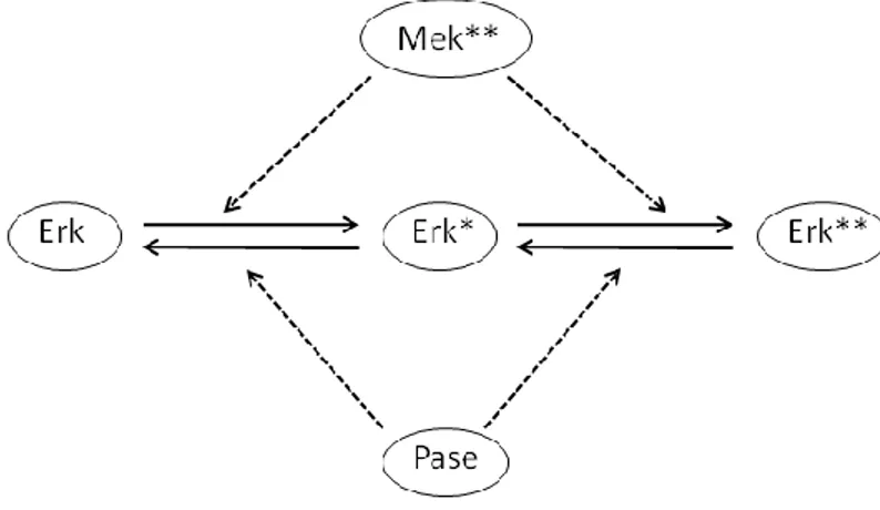 Figure  13  depicts  the  last  step  of  the  mitogen-activated  protein  kinase  (MAPK)  cascade