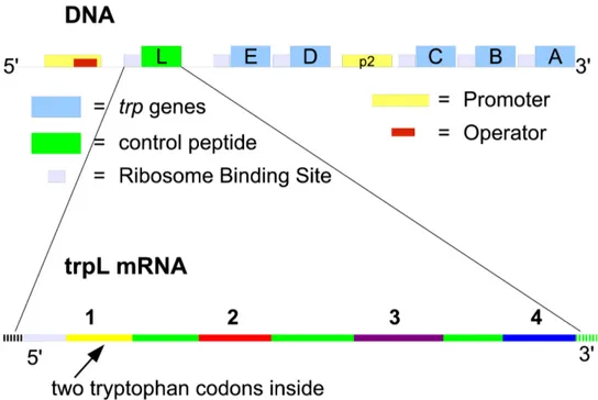 Figure 2.1: Organization of Trp operon on DNA, and transcript of the leader segment (mRNA)