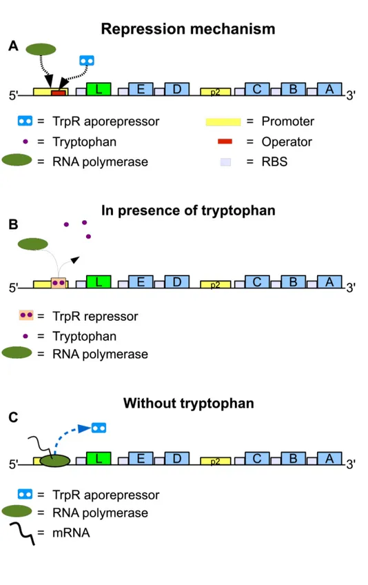 Figure 2.2: Repression of transcription initiation at the promoter: the repressor in only active in presence of Trp.
