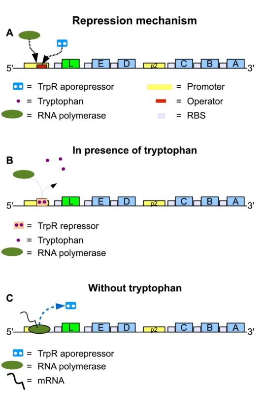 Figure 2.2: Repression of transcription initiation at the promoter: the repressor in only active in presence of Trp.