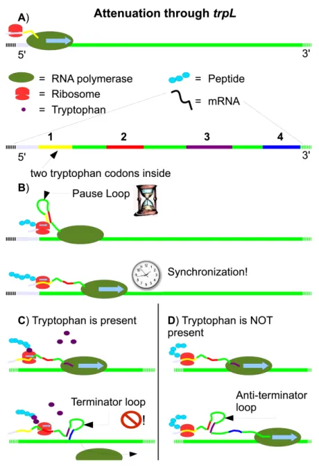 Figure 2.4: Attenuation