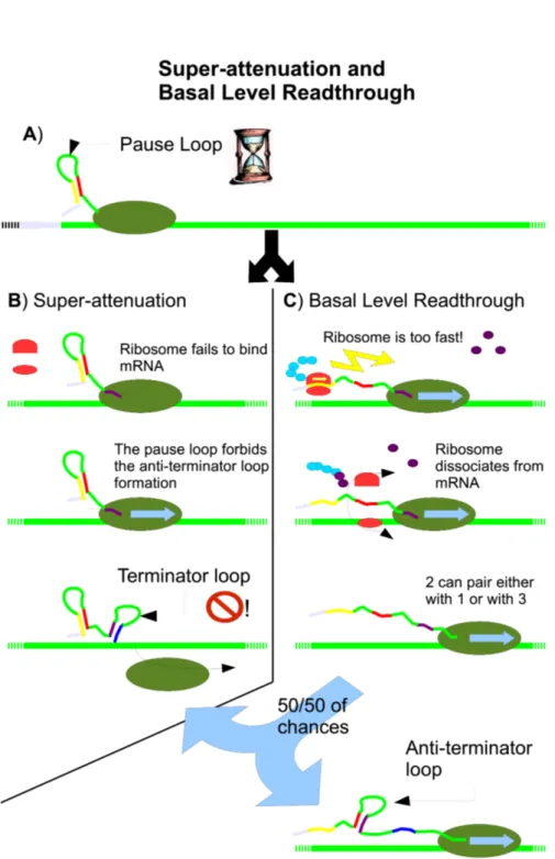 Figure 2.5: Super attenuation and basal level read-through