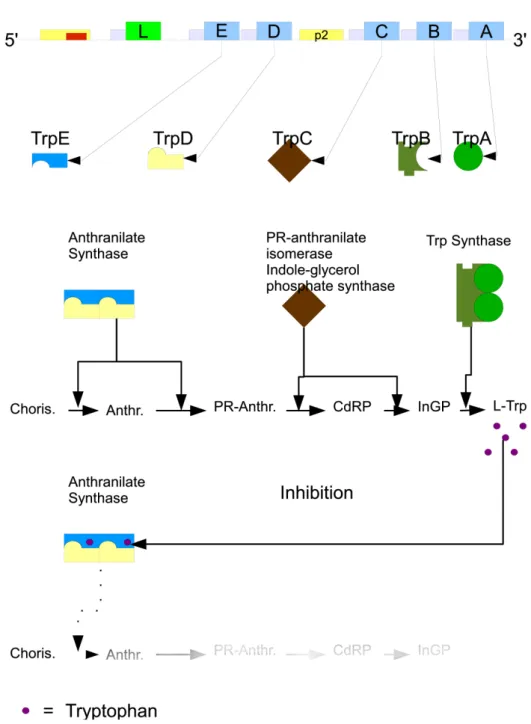 Figure 2.6: Metabolic pathway: from chorismate to Trp