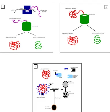 Figure 1: Pathogenesis of PD induced by mutant α-synuclein: 1. the in- in-tereation of a nascent protein with a chaperone can results in a right-folded protein or in a misfolded protein; 2