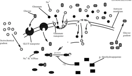 Figure 1: A diagram of the reactions governing the astrocytic glycolysis.