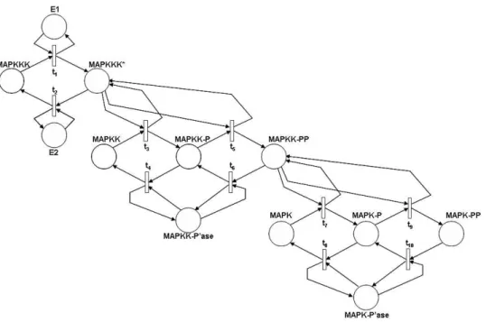Figure 3: SPN model of MAPK cascade