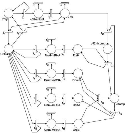 Figure 4: SPN model of σ 32 stress response pathway