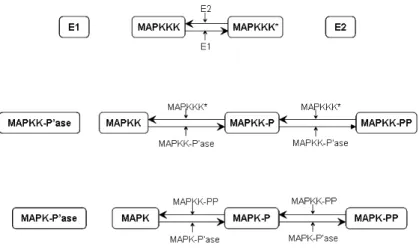 Figure 18: Simplified MAPK model