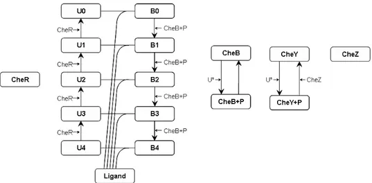 Figure 20: Simplified chemotaxis model