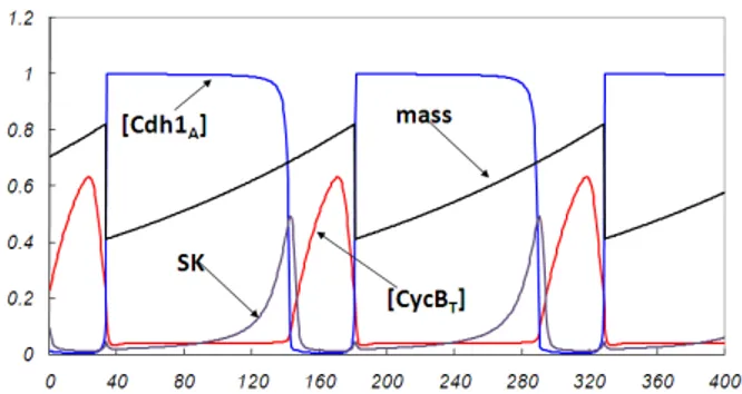 Figure 4: Deterministic model results for the wild type