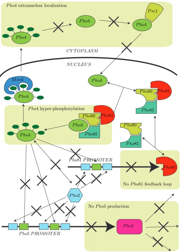 Figure 2: Schematic and simplified representation of PHO pathway in high-phosphate conditions.