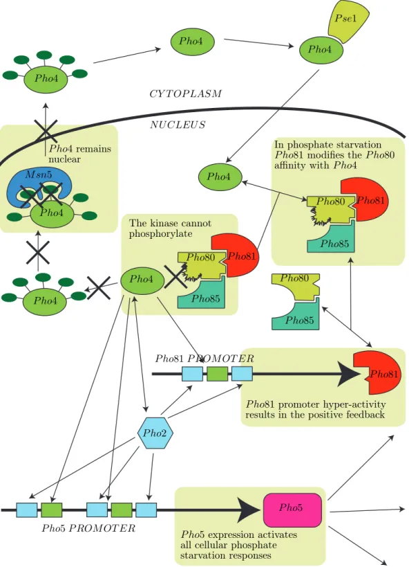 Figure 3: Schematic and simplified representation of PHO pathway under phosphate starvation.