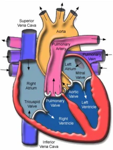 Fig. 2. Anatomy of the Human Heart: The heart weighs between 200 to 425 grams and is a  little larger than the size of a fist