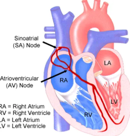 Fig. 3. The Conduction System. Electrical impulses from the heart muscle (the myocardium)  cause the heart to beat (contract)