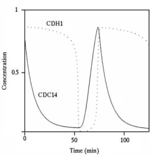 Fig. 5. Simulation of CDH1 and CDC14 concentrations variations in time from equations ( 1 ) - ( 6 ) with the parameters given in Tab