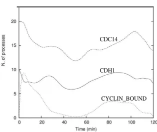 Fig. 6. BioSpi simulation output for the two state Nasmyth model of cell cycle control
