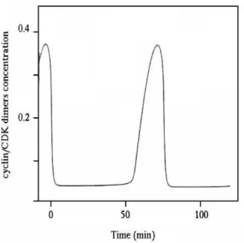 Fig. 4. Simulation of cyclin/CDK concentration variation in time from equations ( 1 ) - ( 6 ) with the parameters given in Tab