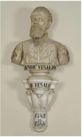 Fig. 1 -  Busto in gesso di Andrea Vesalio. Galleria dei busti del Museo di  Anatomia Umana “Filippo Civinini” dell’Università di Pisa