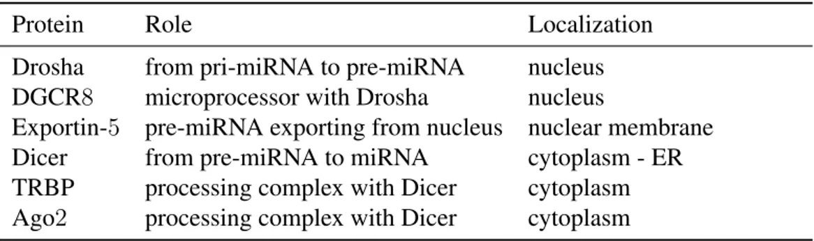 Table 1.4: Characteristics of the major protein components of the miRNA-guided RNA silencing pathway.
