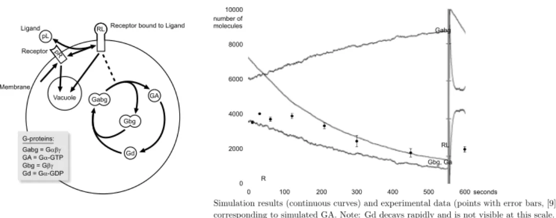 Figure 8: Model and simulation results of saccharomyces cerevisiae mating response.