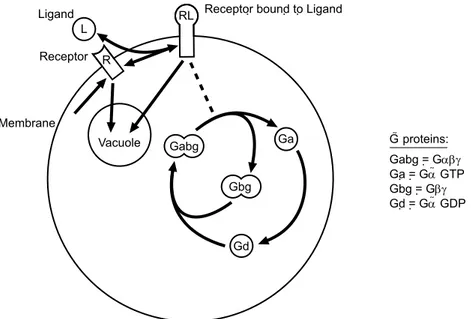 Figure 1: Model of saccharomyces cerevisiae mating response.