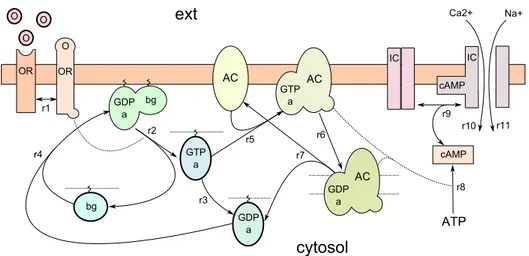 Figure 3: The cAMP-signaling pathway in OSNs.