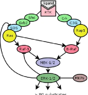 Figure 1 shows the Raf/MEK/ERK pathway (see [8] for details).