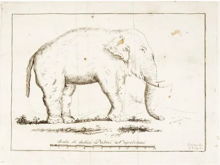 Fig. 1 - Disegno dell’elefante eseguito e firmato dal giovane Domenico  Cirillo (F. Serao)