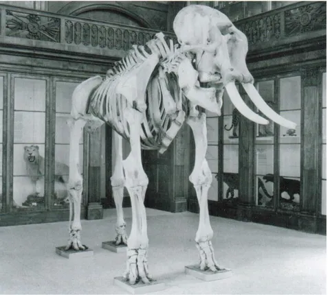 Fig. 2 – Foto storica dello scheletro dell’elefante custodito nel Museo di  Zoologia del “Centro Musei delle Scienze Naturali” dell’Università degli  Studi di Napoli Federico II (da P