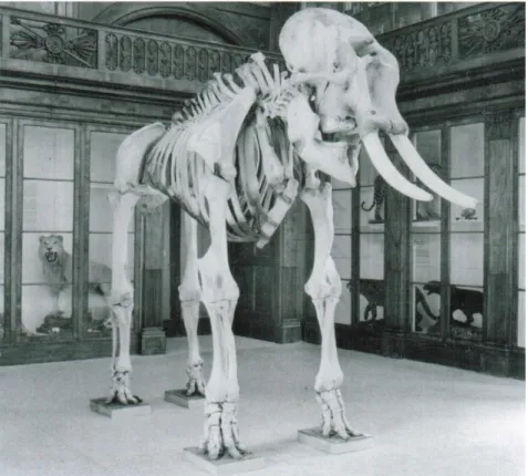 Fig. 2 – Foto storica dello scheletro dell’elefante custodito nel Museo di  Zoologia del “Centro Musei delle Scienze Naturali” dell’Università degli  Studi di Napoli Federico II (da P