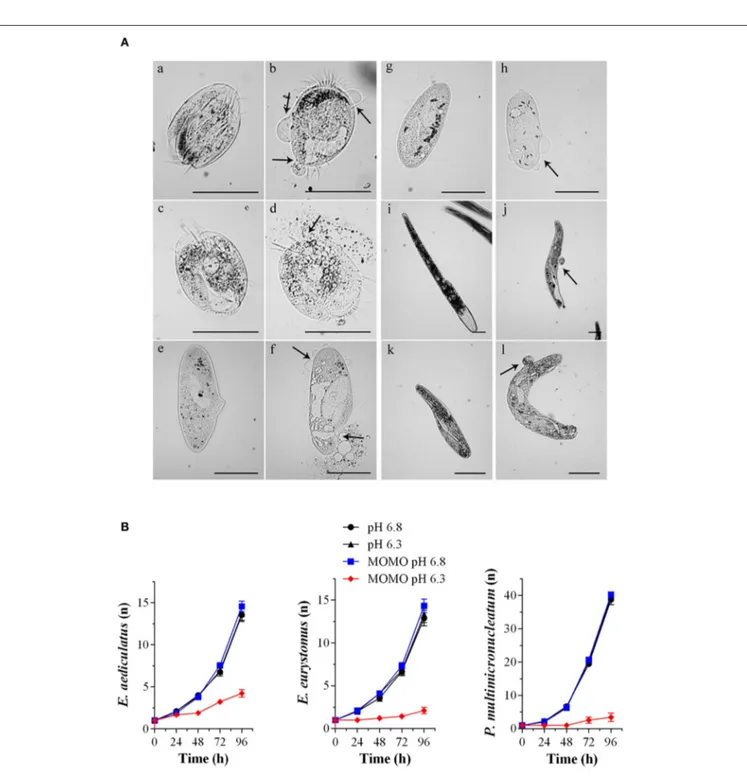 FIGURE 4 | MOMO cytotoxicity in native systems. (A) Cell death effects of MOMO (5 µg/ml) in acidic SMB at pH 6.3 (b, d, f, h, j, l) and in physiological SMB (a, c, e, g, i, k) on six species of ciliated protists: Euplotes aediculatus (a, b), Euplotes euryt