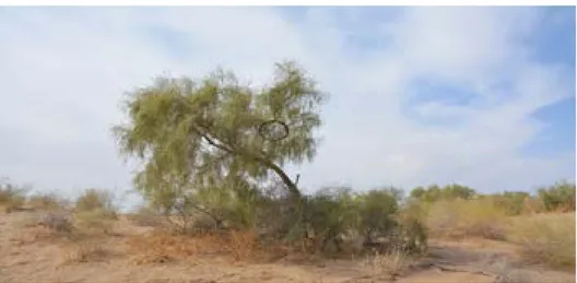 Figura 14. Albero di Saxaul (Haloxylon ammodendron). Tale pianta è ampiamente diffusa nel  deserto del Karakum ed è tuttora impiegata come materia prima per la costruzione di ripari  temporanei da parte dei moderni pastori