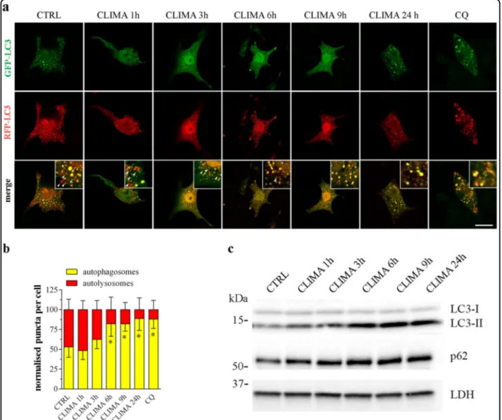 Fig. 4 Climacostol impairs autophagic ﬂux. B16-F10 cells were cultured with 30 μg/ml climacostol (CLIMA) or control vehicle (CTRL) for increasing times