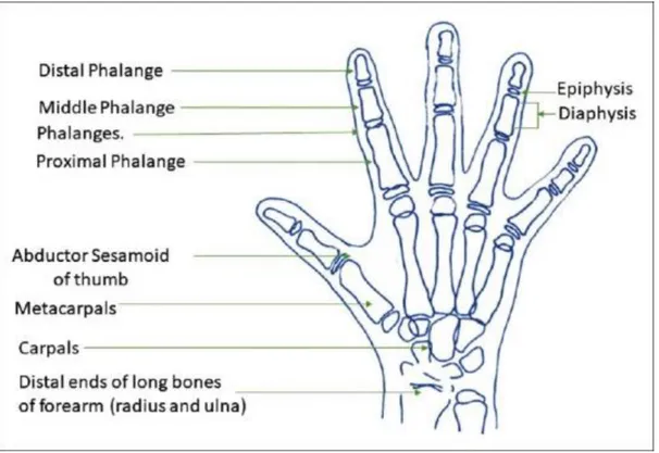 Figure 1. Hand and wrist anatomy [36] 
