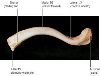 Figure 2: Right clavicle viewed from above S.Jacob (Human Anatomy 2008) 