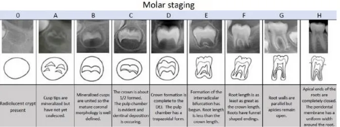 Figure 8.  Demirjian molar staging chart modified by kasper and draft[62] 