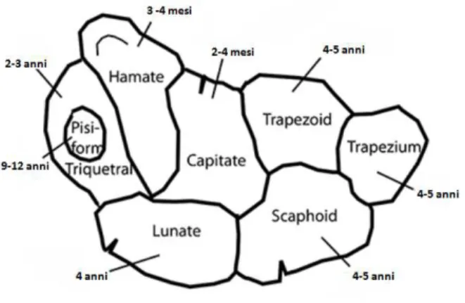 Figura 2 – Ossa del carpo con i relativi tempi di comparsa dei centri di ossificazione 