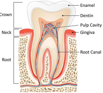 Figura 4 - Sezione e componenti anatomiche di un dente. 