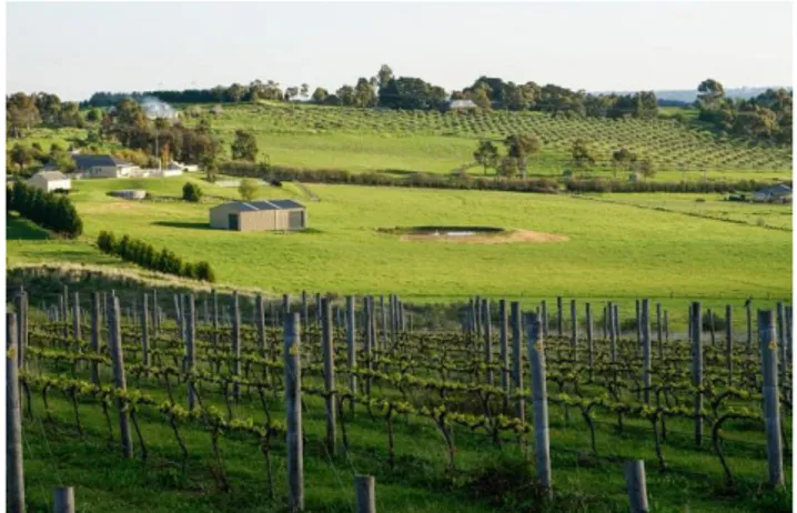 Figure  6.  Vineyard  in  the  Yarra  Valley  (Victoria).  The  Yarra  Valley  is  a  famous  area  for  wine  tasting,  vineyards and tours of wineries